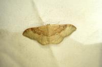 Idaea degeneraria
