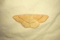 Cyclophora ruficiliaria