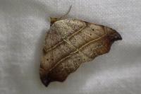 Laspeyria flexula