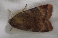 Noctua janthe