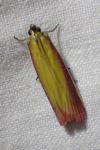 Oncocera semirubella