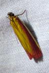 Oncocera semirubella