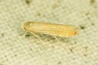Phyllonorycter