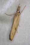Agriphila inquinatella