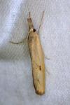 Agriphila inquinatella