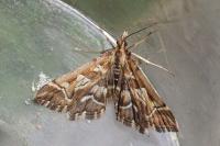 Diasemia reticularis