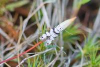 Pseudotelphusa scalella