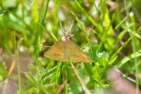 Aspitates ochrearia