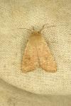 Orthosia cruda