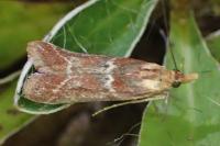 Ancylosis cinnamomella