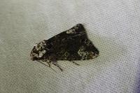 Craniophora ligustri