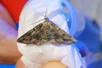 Cleorodes lichenaria