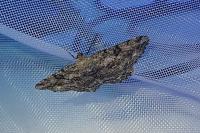 Peribatodes rhomboidaria