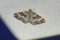 Epirrhoe alternata