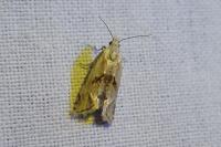 Phalonidia contractana