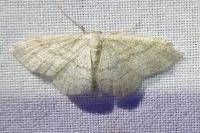 Idaea subsericeata