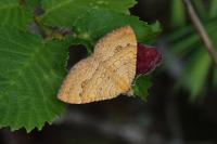 Camptogramma bilineata