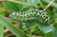 Saturnia pavonia