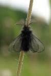 Ptilocephala