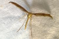 Emmelina monodactyla