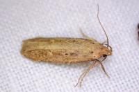 Platyedra subcinerea