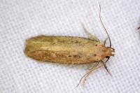 Platyedra subcinerea
