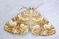 Perizoma flavofasciata