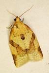 Clepsis consimilana