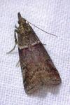 Acrobasis obliqua