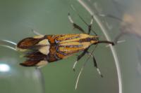 Alabonia geoffrella