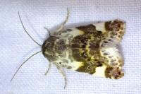 Acontia lucida
