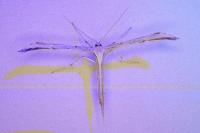 Emmelina monodactyla
