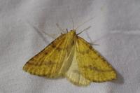 Aspitates ochrearia