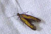 Ochromolopis ictella