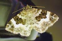 Epirrhoe alternata