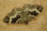 Epirrhoe alternata