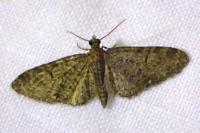 Eupithecia abbreviata