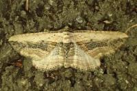 Horisme vitalbata