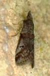 Acrobasis obliqua