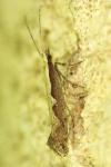 Plutella xylostella