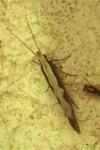 Plutella xylostella