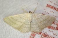 Idaea subsericeata