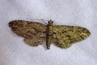 Eupithecia oxycedrata