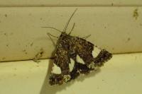 Tyta luctuosa