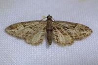 Eupithecia oxycedrata