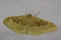 Idaea degeneraria