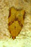 Clepsis consimilana