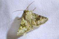 Hecatera bicolorata / Hecatera weissi