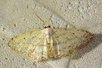 Idaea seriata