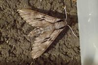 Hyloicus maurorum / Hyloicus pinastri